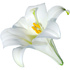 Easter lily